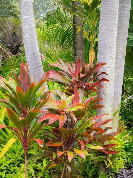 Hawaii-Maui-garden on the Road to Hana with palms and tea plants